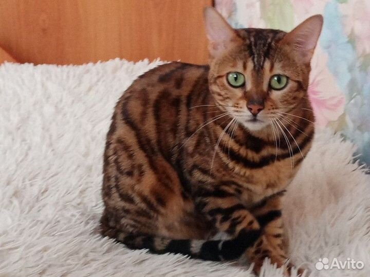 Бенгальская кошка