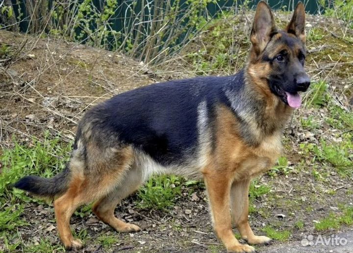 Собака немецкая овчарка