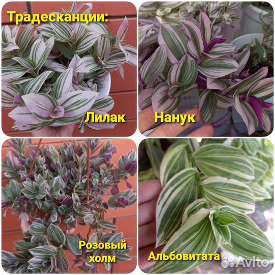 Каллизии традесканции