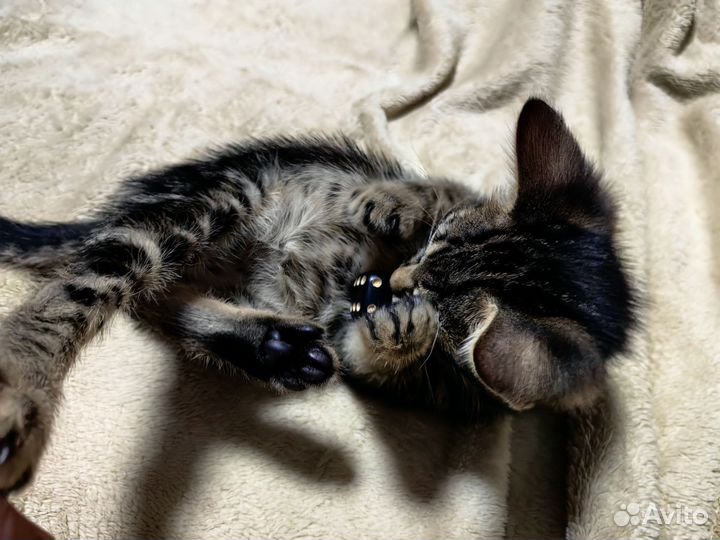 Бенгальские котята