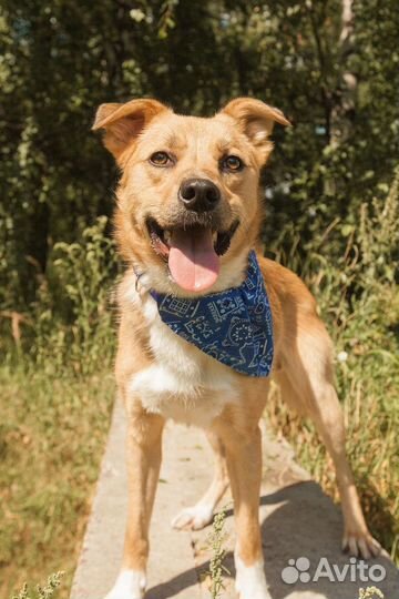 Собака в добрые руки отдам бесплатно