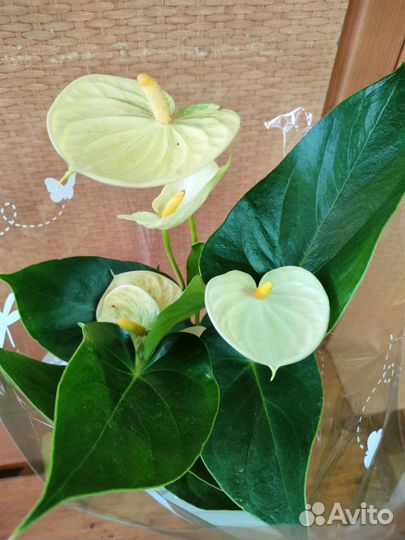 Антуриумы (Амалия Элеганс)