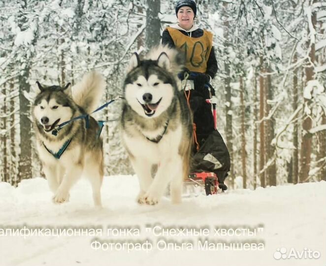 Щенки Аляскинского маламута
