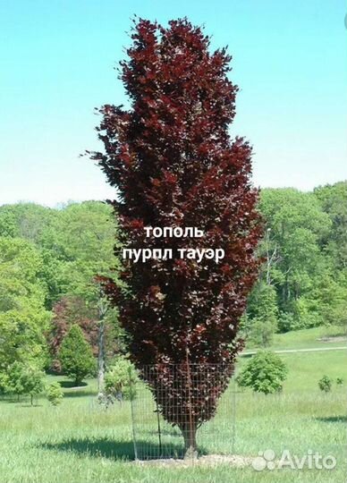 Калины, Тополь Аурора и Роялл Фрост, Скумпии, Бук