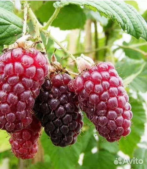 Ежемалина глен файн