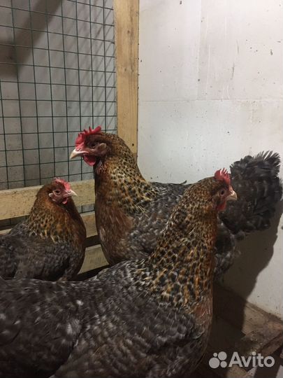 Инкубационное яйцо породных кур, цыплята, петухи