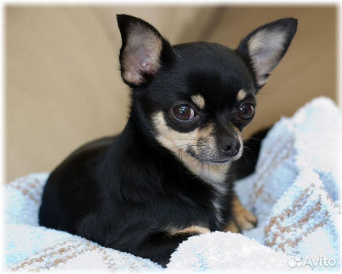 Индивидуальная передержка