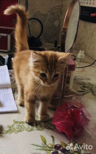 Котик маленький