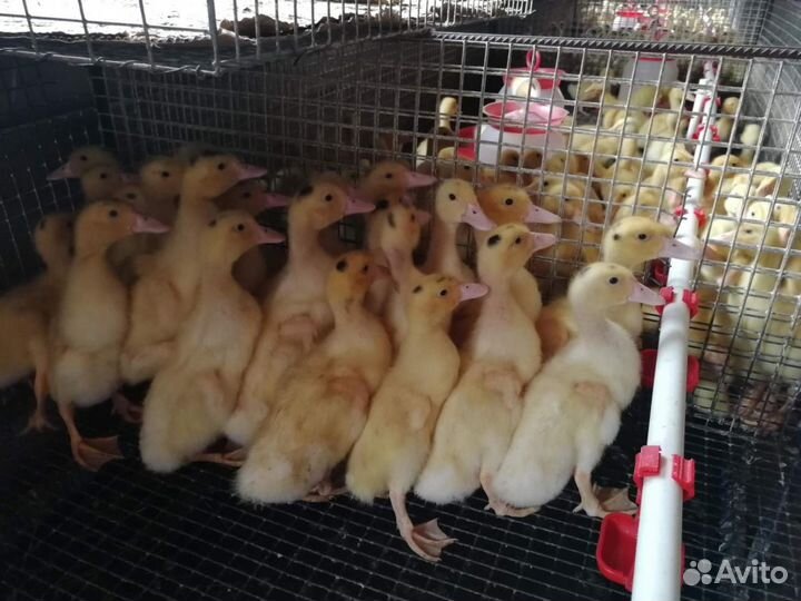 Суточные утята, индюшата, муларды. Еженедельно