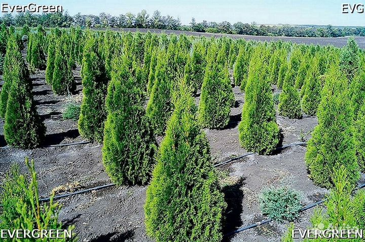 Туя для изгороди