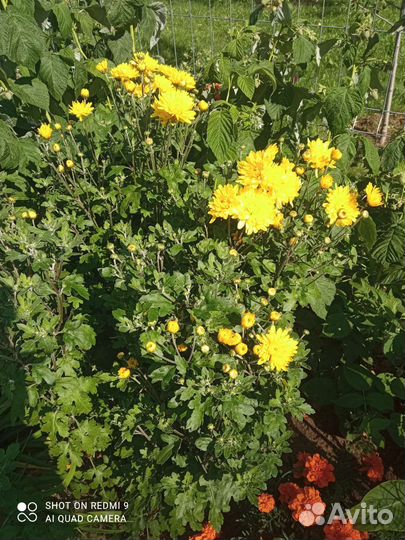 Хризантема, лилейник