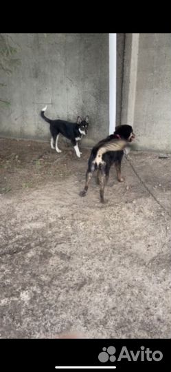 Найдена собака