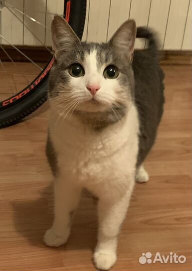 Спасите Виолу