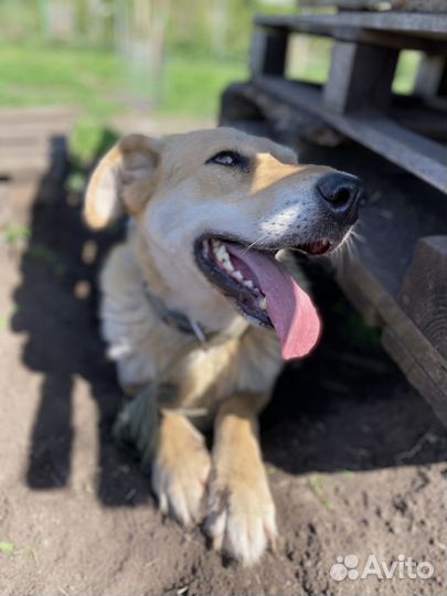 Собака в добрые руки