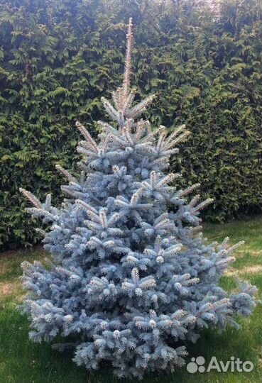 Ель голубая Супер Блю