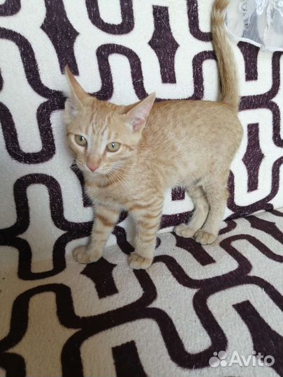 Котята в дар бесплатно