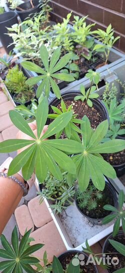 Люпин красный