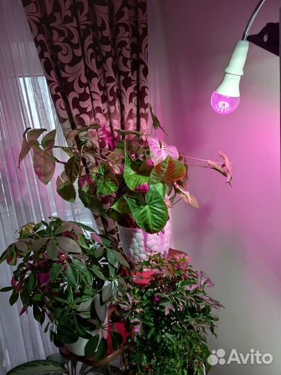 Фитолампа для растений