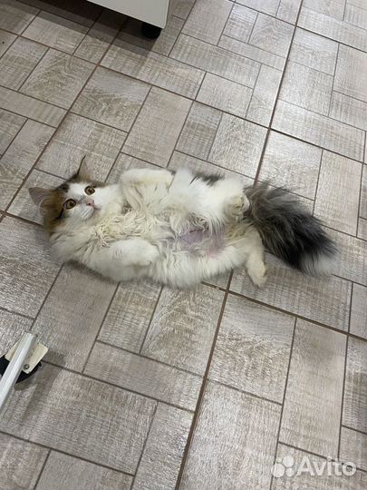 Кот-счастье в добрые руки