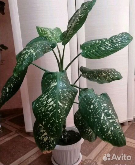 Диффенбахия