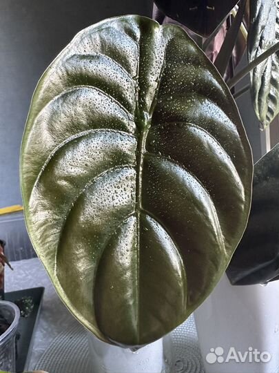 Алоказия купрея