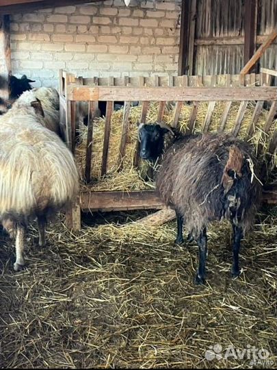 Курдючные овцы