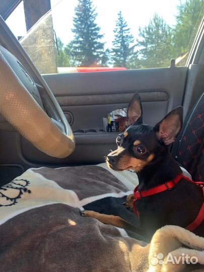 Мини той-терьер вязка