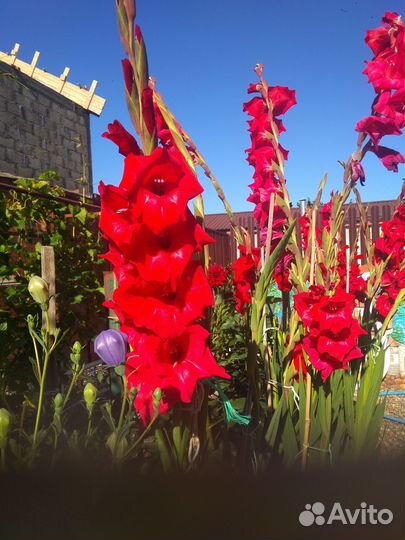 Гладиолусы клубни