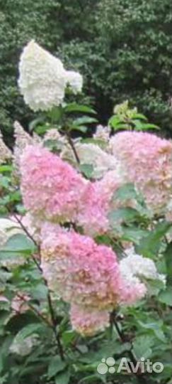 Гортензия метельчатая Ванила Фрейз