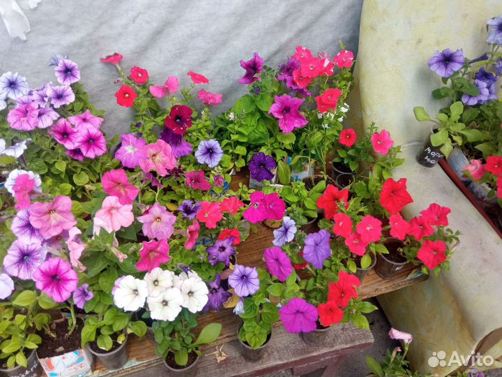 Рассада Петунии