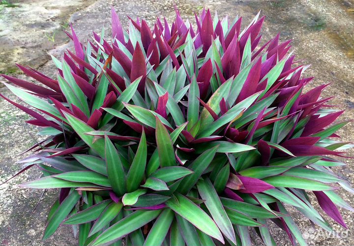 Традесканция Рео