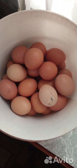 Домашние куриные яйца