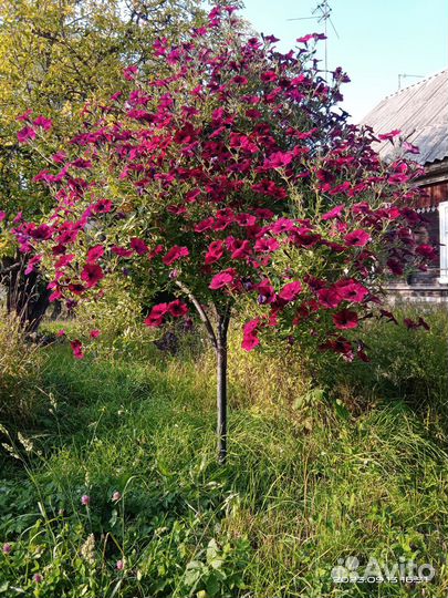 Дерево для петуний