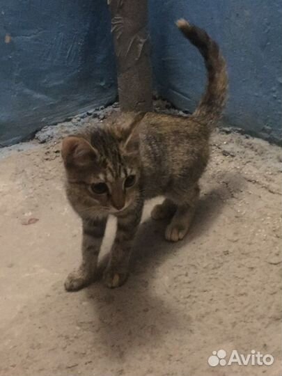 Котенок девочка