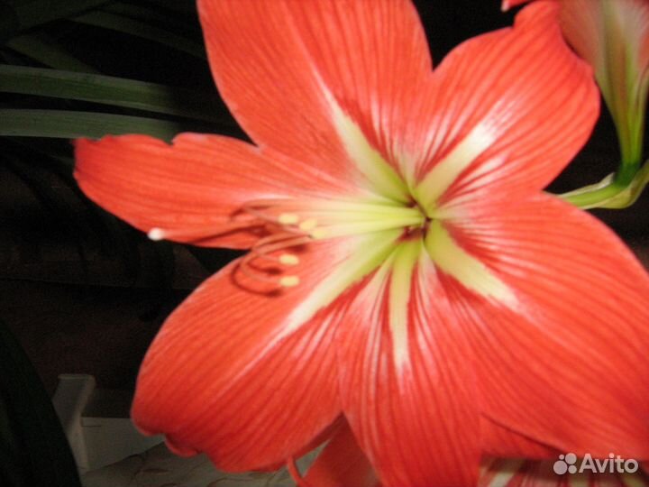 Цветы Гиппеаструм