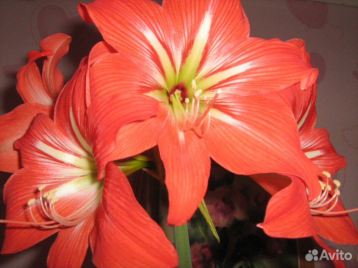 Цветы Гиппеаструм