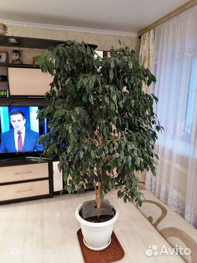 Фикус бенджамина