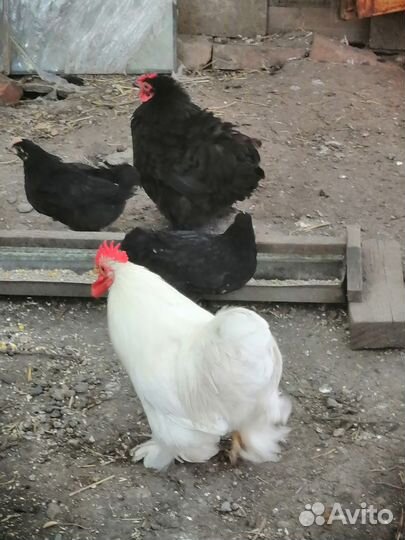 Петушок и курочка