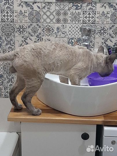 Девон рекс вязка