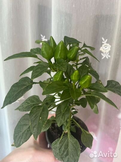 Перец комнатный острый