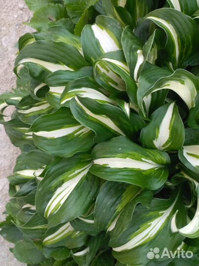 Хоста волнистая Медиовариегата