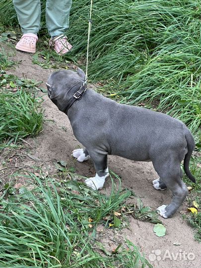 Американский булли стандарт