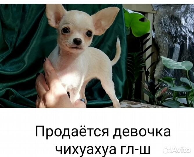 Породная, красивая девочка чихуахуа