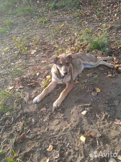 Метис немецкой овчарки