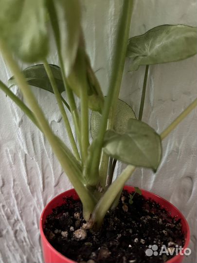 Сингониумы сортовые