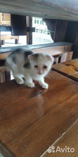 Кошки вислоухие