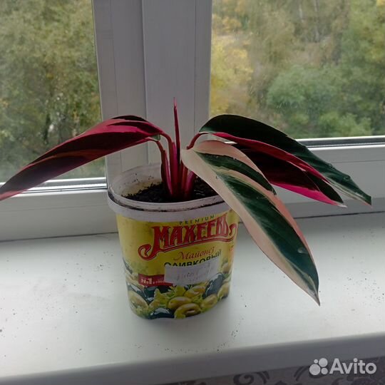 Комнатные растения цветы