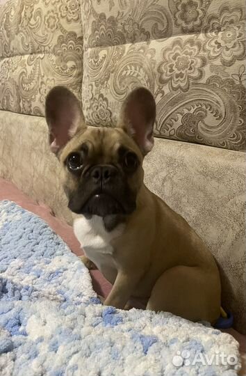 Французский бульдог