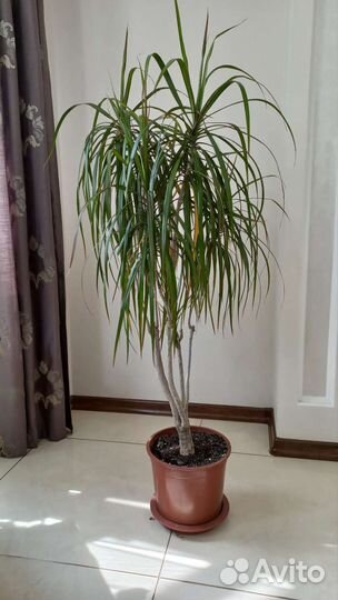 Драцена Маргината Биколор (Окаймлённая)