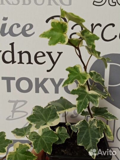 Плющ (хедера) белая вариегатность